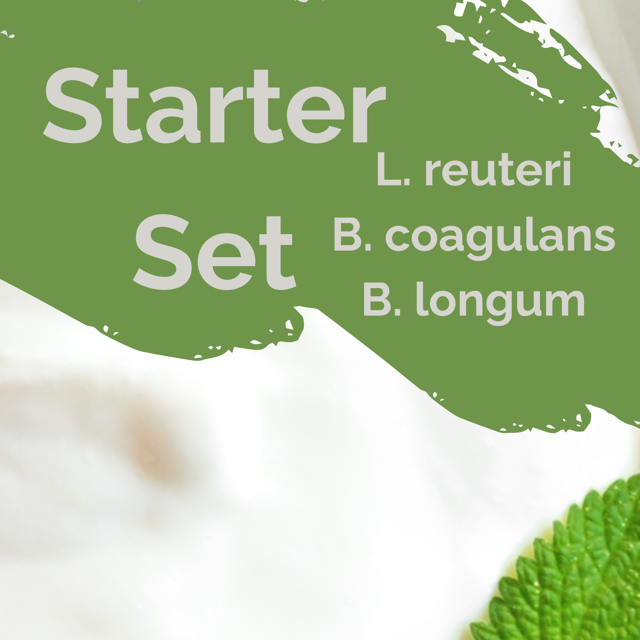 L. reuteri + B. coagulans + B. longum | Yogurt Starter Set | SIBO | Starter Cultures | 3-Pack